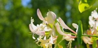 Каприфоль, или Жимолость каприфоль (Lonicera caprifolium)