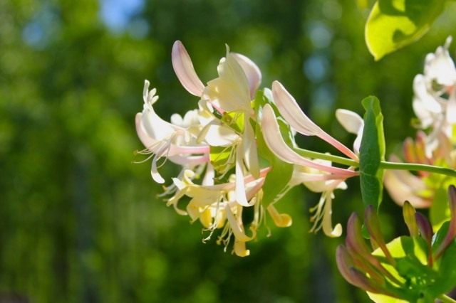 Каприфоль, или Жимолость каприфоль (Lonicera caprifolium) Каприфоль, или Жимолость каприфоль (Lonicera caprifolium)