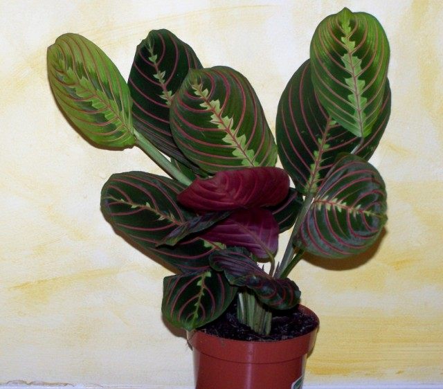 Маранта беложилковатая (Maranta leuconeura) Маранта беложилковатая (Maranta leuconeura)