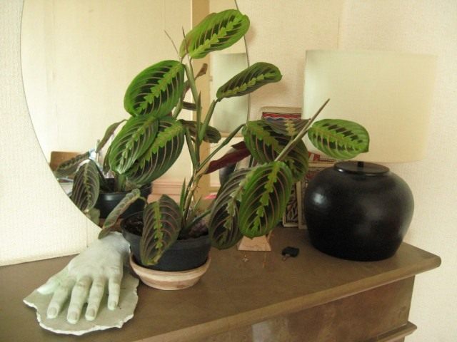 Маранта беложилковатая (Maranta leuconeura) Маранта беложилковатая