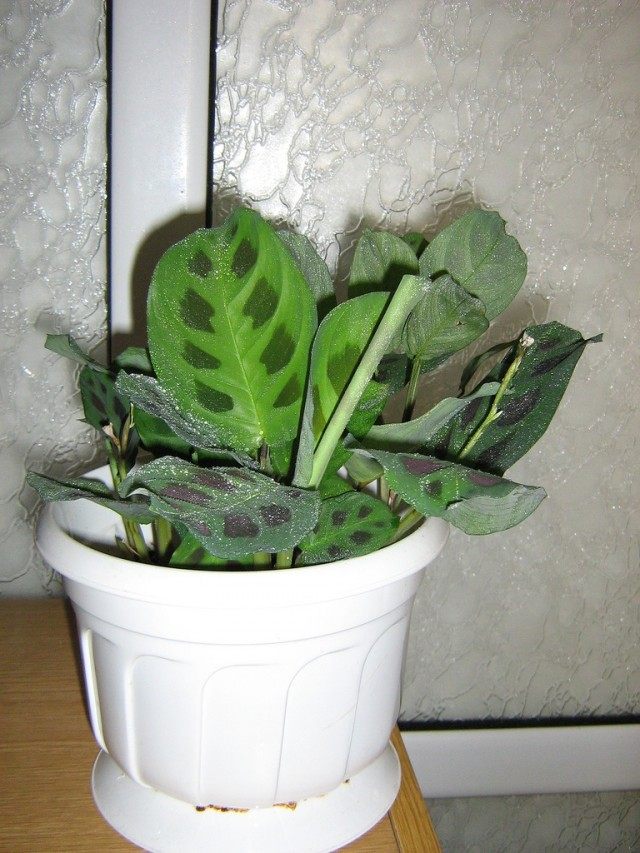 Маранта (Maranta) Маранта (Maranta)
