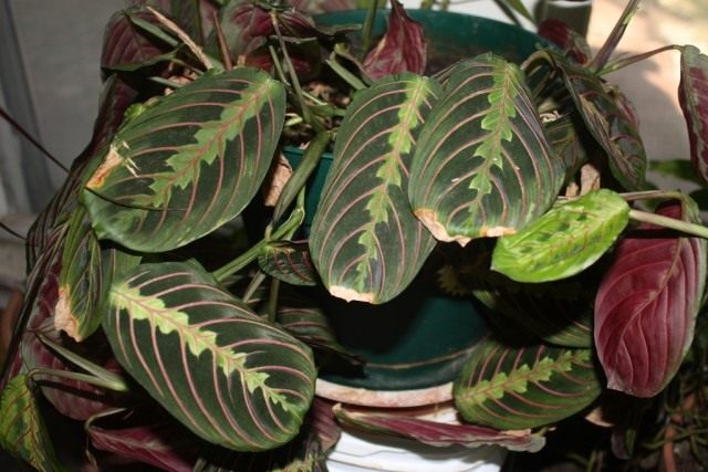 Маранта (Maranta) Маранта (Maranta)