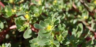 Портулак огородный (Portulaca oleracea)