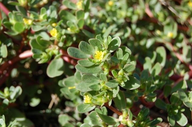 Портулак огородный (Portulaca oleracea) Портулак огородный (Portulaca oleracea)