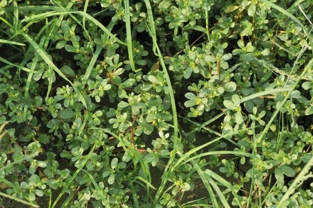 Портулак огородный (Portulaca oleracea)