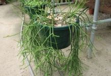 Рипсалис (Rhipsalis)