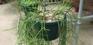 Рипсалис (Rhipsalis)