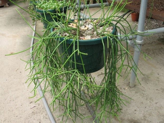 Рипсалис (Rhipsalis) Рипсалис (Rhipsalis)
