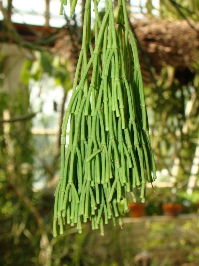 Рипсалис (Rhipsalis) Рипсалис (Rhipsalis)