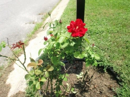 Куст розы (Shrub roses)
