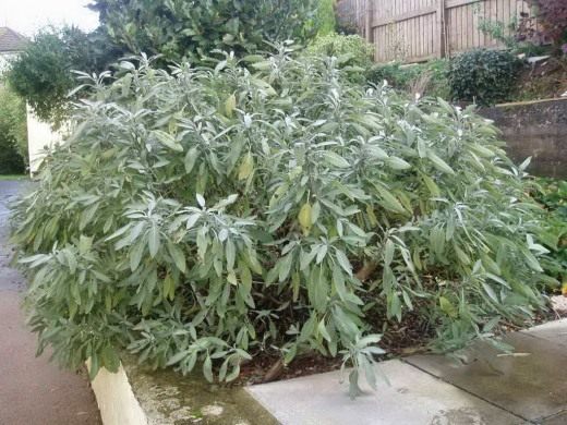 Шалфей (Salvia)
