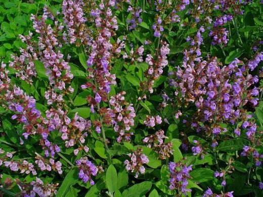 Шалфей (Salvia)