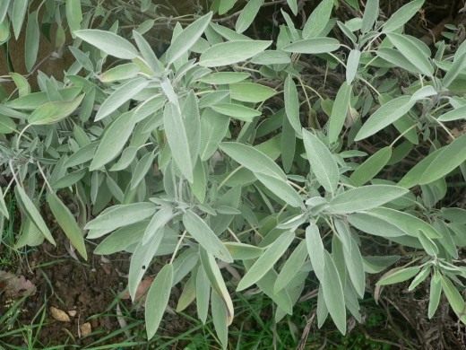 Шалфей (Salvia)