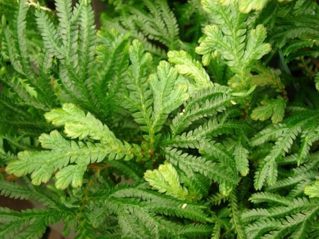 Селагинелла (Selaginella) Селагинелла (Selaginella)