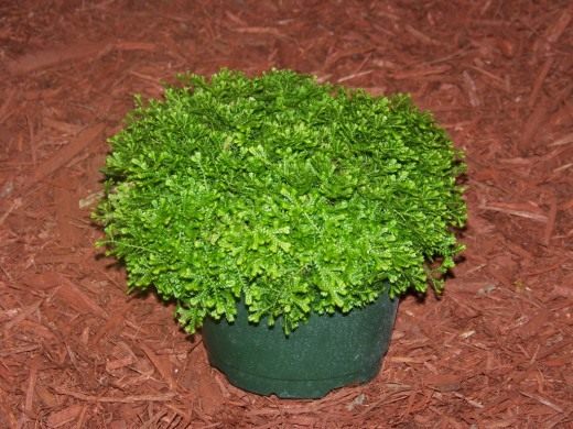 Селагинелла (Selaginella)
