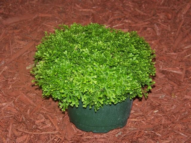 Селагинелла (Selaginella) Селагинелла (Selaginella)