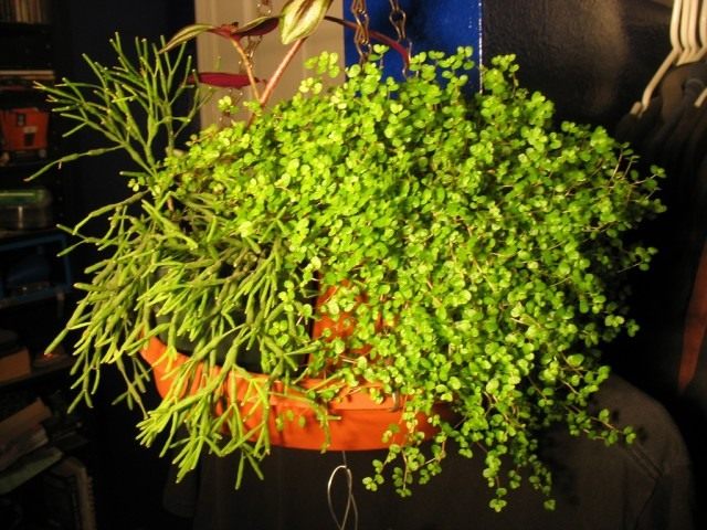 Солейролия (Soleirolia) Солейролия (Soleirolia)