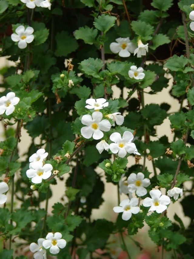 Бакопа, или Сутера (Bacopa) Бакопа, или Сутера (Bacopa)