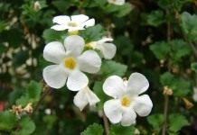 Бакопа, или Сутера (Bacopa)