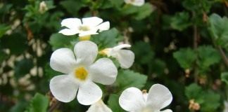 Бакопа, или Сутера (Bacopa)