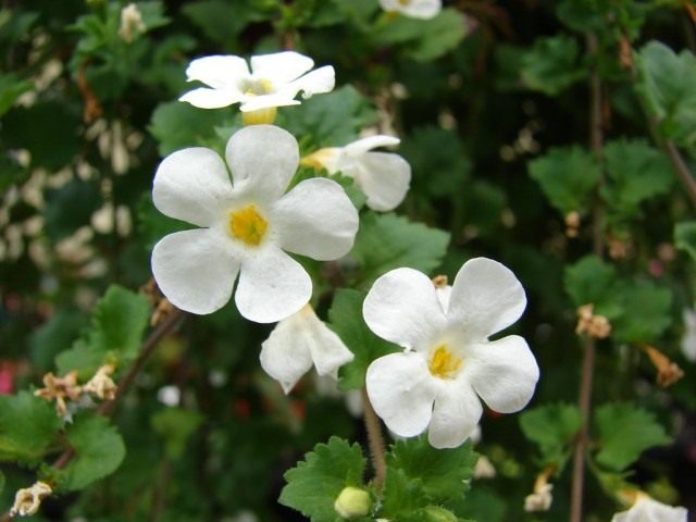 Бакопа, или Сутера (Bacopa) Бакопа, или Сутера (Bacopa)