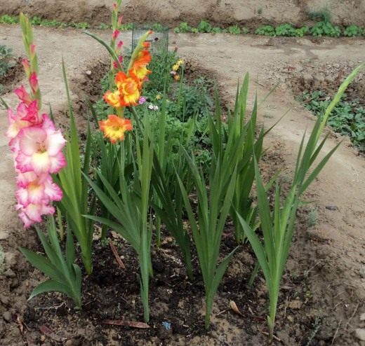 Гладиолусы (Gladiolus)