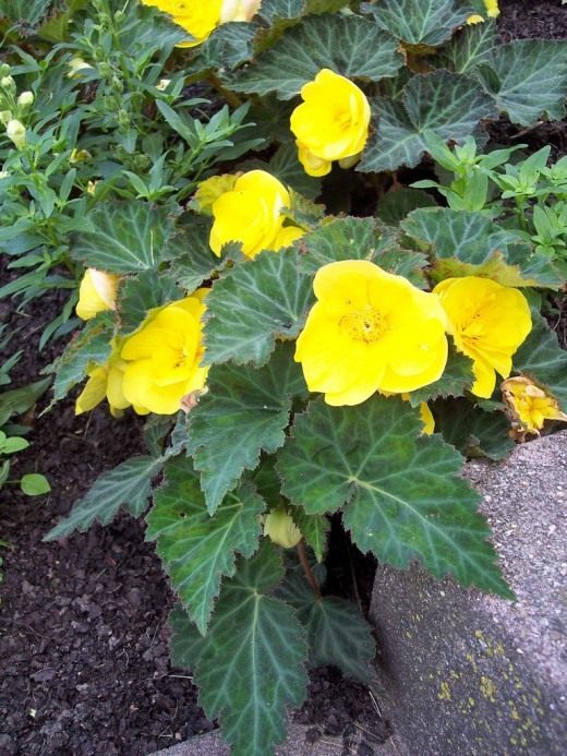 Бегония клубневая (Tuberous begonias)