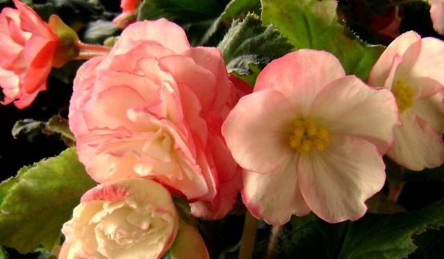 Бегония клубневая (Tuberous begonias) Бегония клубневая (Tuberous begonias)