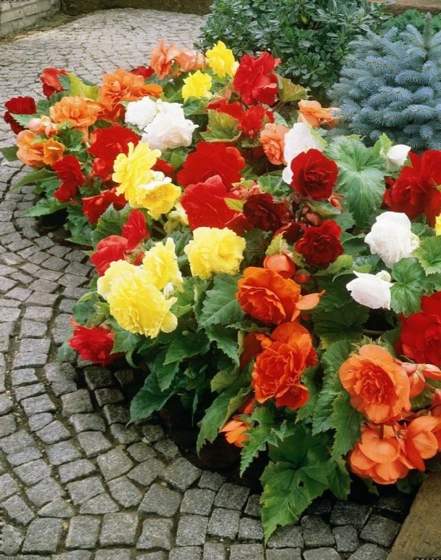 Бегония клубневая (Tuberous begonias) Бегония клубневая (Tuberous begonias)