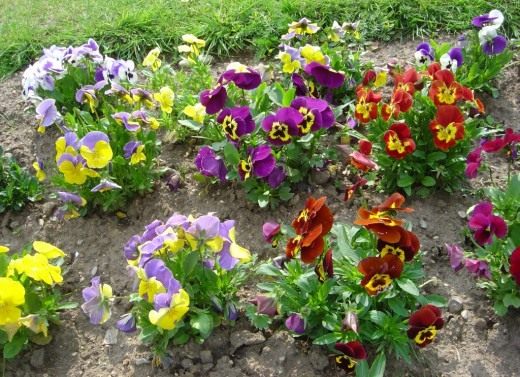 Виола Виттрока, Фиалка садовая (Viola Wittrockiana) Виола Виттрока, Фиалка садовая (Viola Wittrockiana)