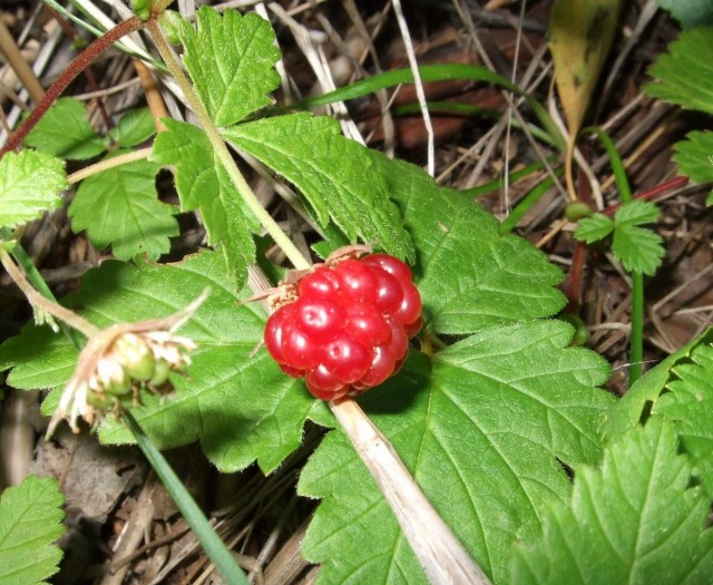 Княженика обыкновенная (лат. Rubus arcticus) Княженика обыкновенная (лат. Rubus arcticus)