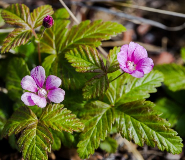 Княженика обыкновенная (лат. Rubus arcticus) Княженика обыкновенная (лат. Rubus arcticus)