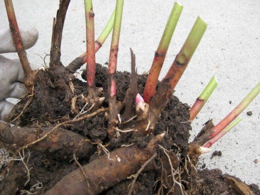 Корни пиона (The roots of the peony)