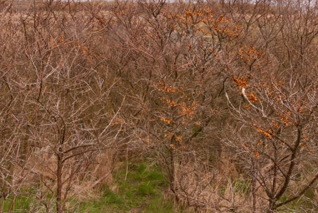 Облепиха (Hippophae) Облепиха (Hippophae)