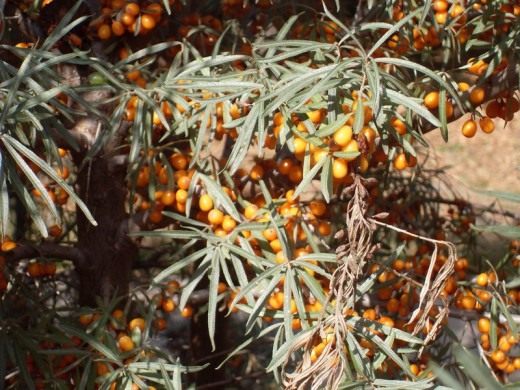 Облепиха (Sea-buckthorn)