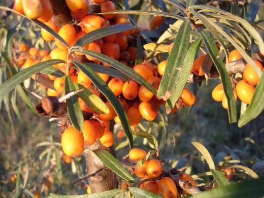 Облепиха (Sea-buckthorn)