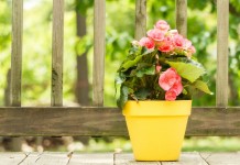 Бегония клубневая (Tuberous begonias)