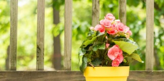 Бегония клубневая (Tuberous begonias)