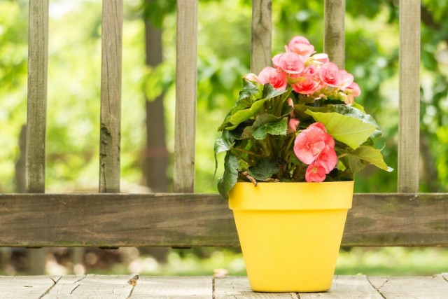 Бегония клубневая (Tuberous begonias) Бегония клубневая (Tuberous begonias)