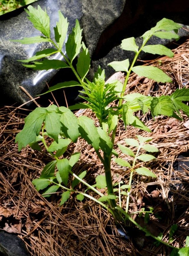 Валериана лекарственная, или Кошачья трава (Valeriana officinalis) Валериана лекарственная, или Кошачья трава (Valeriana officinalis)