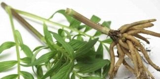 Стебель и корень валерианы лекарственной, или кошачьей травы (Valeriana officinalis)
