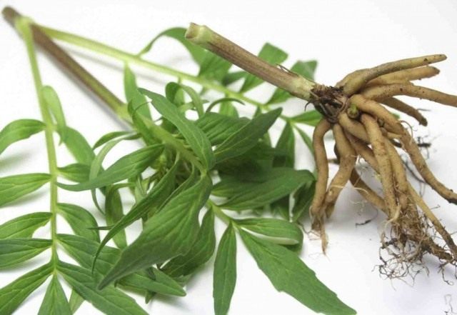 Стебель и корень валерианы лекарственной, или кошачьей травы (Valeriana officinalis) Стебель и корень валерианы лекарственной, или кошачьей травы (Valeriana officinalis)
