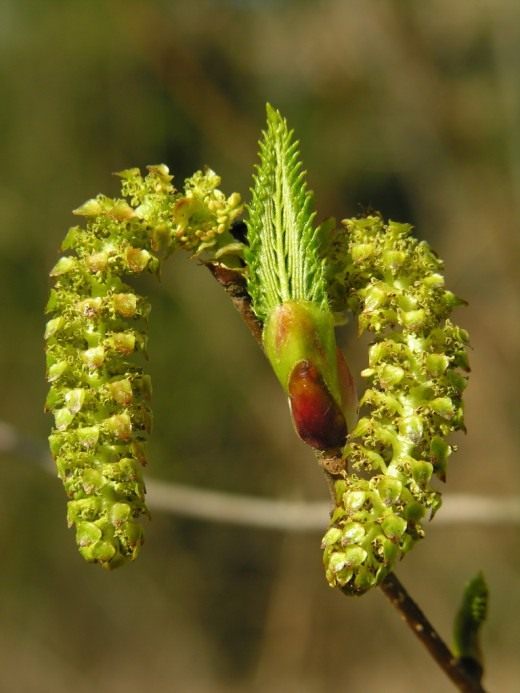 Ольха (Alder)