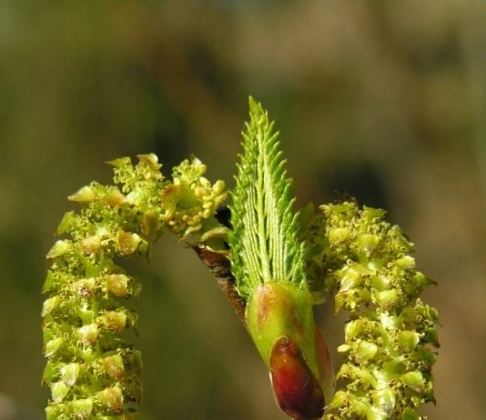 Ольха самая ранняя и поздняя - Деревья