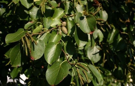 Ольха (Alder)