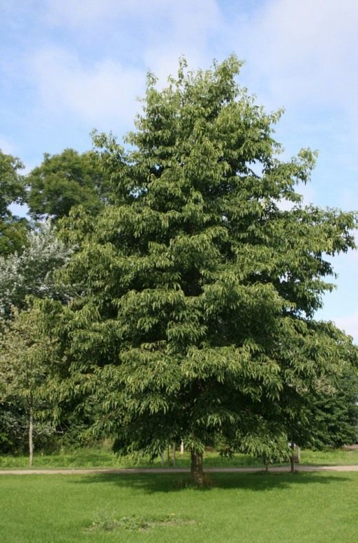 Ольха (Alder)