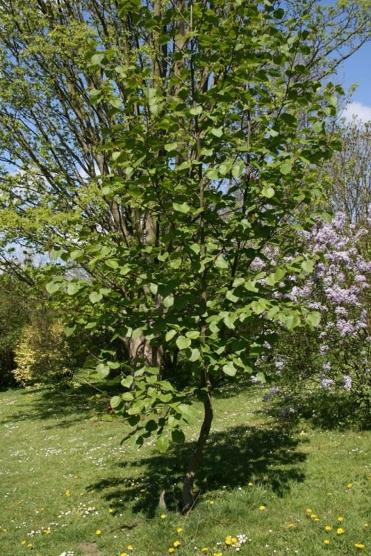 Ольха (Alder)