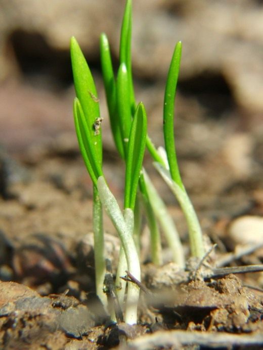 Лук (Allium)