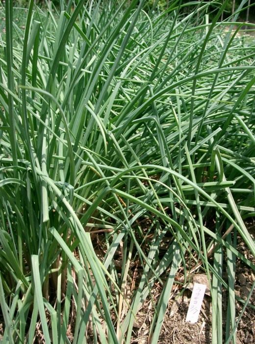 Лук (Allium) Лук (Allium)