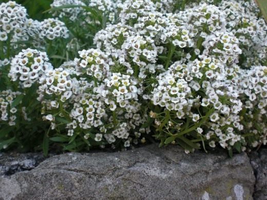Алиссум (Alyssum)